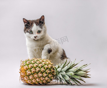 表情可爱小猫摄影照片_有黑白毛皮和绿色眼睛的小猫与菠萝