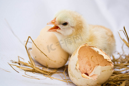 从鸡蛋孵出的小鸡