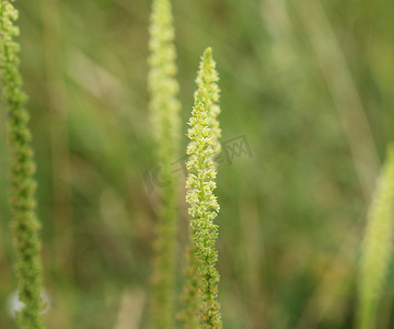 黄色火箭摄影照片_Reseda luteola，被称为染色火箭、染色杂草、焊接、羊毛和黄色杂草