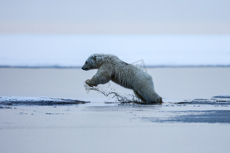 北极熊，北极捕食者