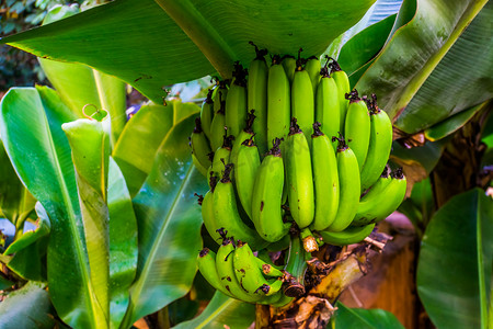 香蕉芭蕉摄影照片_树上香蕉束的特写，来自亚洲的可食用香蕉植物