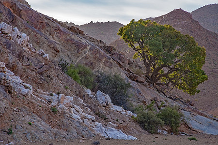 远树摄影照片_牧羊人树 Boscia albitrunca 紧贴着 Richresveld 山的一侧。