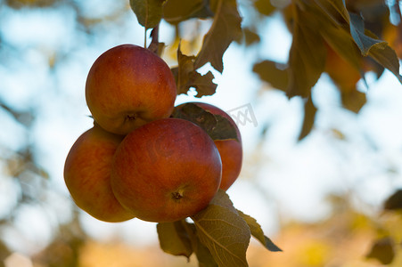 树枝状水系摄影照片_在农业果园的树枝上成熟的苹果。