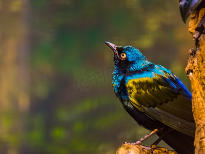 合力筑塔摄影照片_一只更大的蓝耳八哥的特写，坐在树上的美丽有光泽的鸟，来自非洲的热带动物