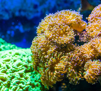 海洋生物背景摄影照片_Euphyllia 海葵大地毯，石珊瑚物种，水产养殖中流行的水族馆宠物，海洋生物背景
