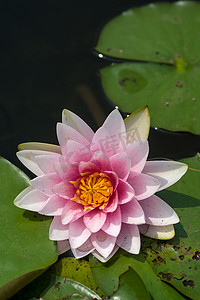 美丽的睡莲摄影照片_池塘里美丽的睡莲或莲花。