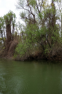 春天的杨树摄影照片_春天在三月穿过多瑙河 1 的岛屿