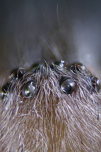 蛛形纲动物蜘蛛的显微照片
