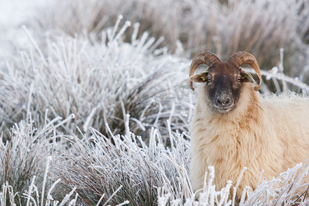 在冬天风景的一只绵羊