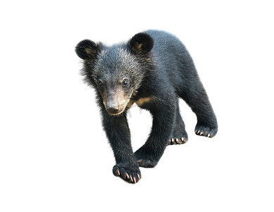 孤立的年轻亚洲黑熊