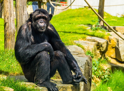 一只大型成年黑猩猩的美丽肖像，来自非洲的热带猴子，濒危动物