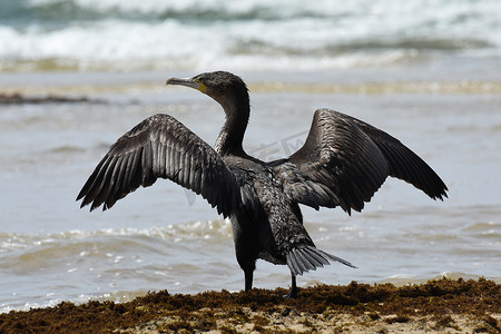 展开翅膀的鸬鹚鸟 (Phalacrocorax capensis)