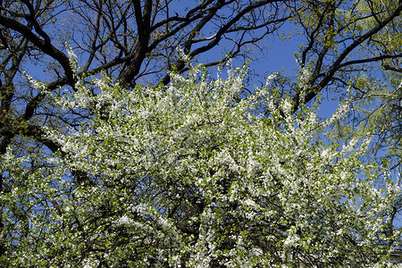 李树摄影照片_公园里李树或李花的新花枝