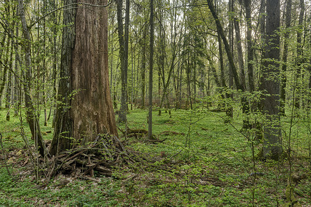 原始森林狩猎摄影照片_波兰比亚沃韦扎原始森林的美丽景色