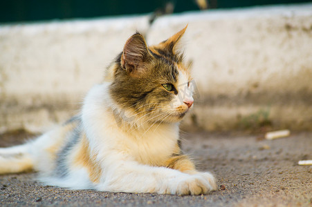 三只阳刚猫躺在沥青上，向右看。