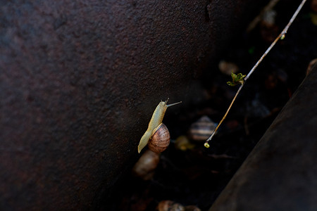 雨蜗牛摄影照片_雨过后，院子里的蜗牛在绿色的草地上留下了大颗的露珠。