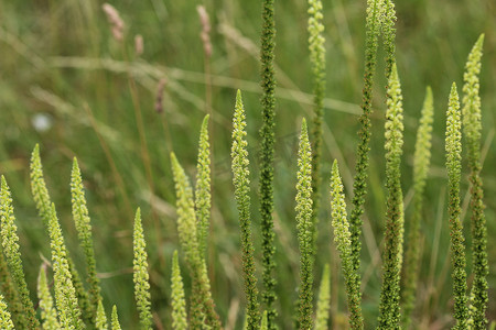 Reseda luteola，被称为染色火箭、染色杂草、焊接、羊毛和黄色杂草