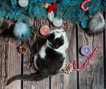 新年公寓铺着灰色和白色的小猫，铺在木地板上，上面装饰着圣诞装饰品和蓝杉树枝