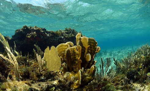 水下景观中的珊瑚和海扇