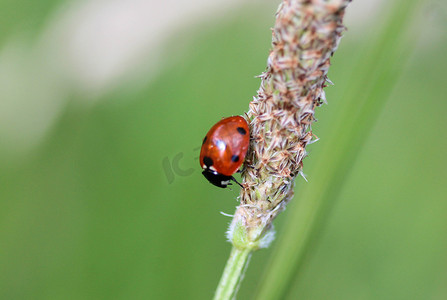 桂林七星区小姐半套5.8.19.7.753v芯摄影照片_七斑瓢虫七斑瓢虫，欧洲最常见的瓢虫