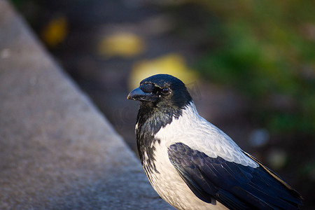 城市乌鸦在石头边框上长着黑色和灰色的羽毛，背景模糊。