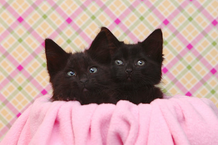 粉红色漂亮背景上可爱的黑色小猫