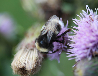 小蜜蜂翅膀摄影照片_荒地蜂或小荒地大黄蜂，Bombus jonellus