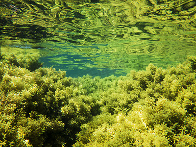 大海背景摄影照片_与绿藻的五颜六色的水下背景
