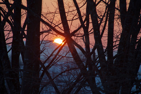 森林夕阳摄影照片_冬天的夕阳