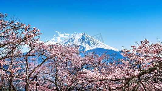 日本春天的富士山和樱花。