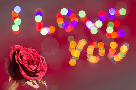 一朵玫瑰，在散景灯光背景下写着我爱你