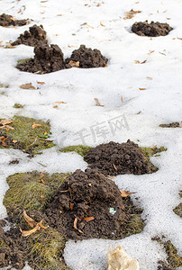 雪草坪草春之间的鼹鼠丘