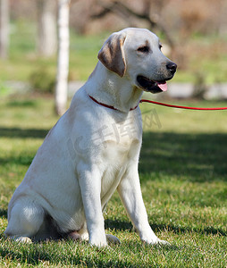 回甜摄影照片_公园里一只甜美的黄色拉布拉多犬