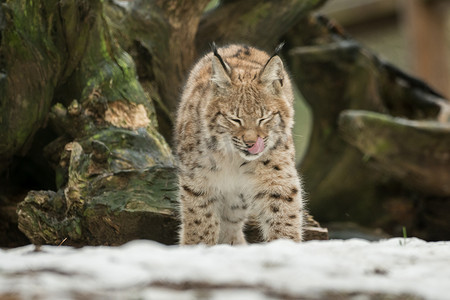 2019天猫双11摄影照片_一只年轻的天猫座在森林里专心致志