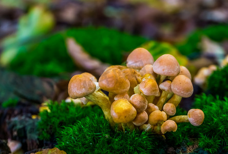 浅棕色 galerina marginata 蘑菇群，来自欧洲的有毒真菌