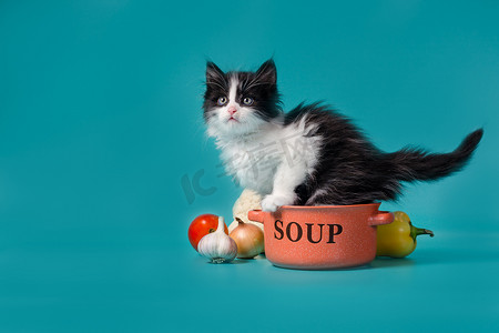 在橙色碗和蔬菜旁边烹饪黑白蓬松的小猫