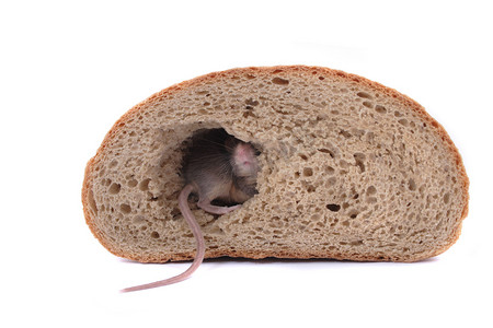 老鼠和面包