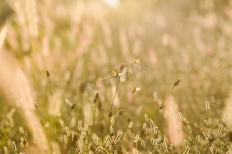 斑点黄色摄影照片_草地上的黑色斑点黄色甲虫