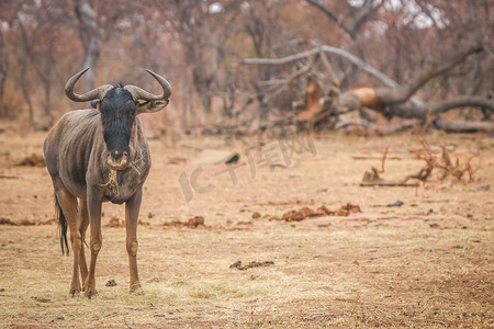 非洲角马摄影照片_蓝色角马站在草地上吃东西。