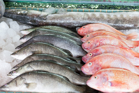 鱼市柜台上新鲜捕获的海鱼