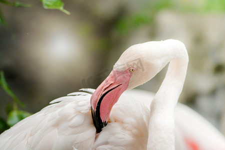 火烈鸟的羽毛摄影照片_粉红色的火烈鸟——特写，它的羽毛颜色很漂亮。