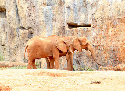 大象耳朵摄影照片_两只非洲大象站在沙土上