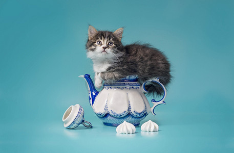 坐在棉花糖旁边的彩绘瓷茶壶上的虎斑小猫