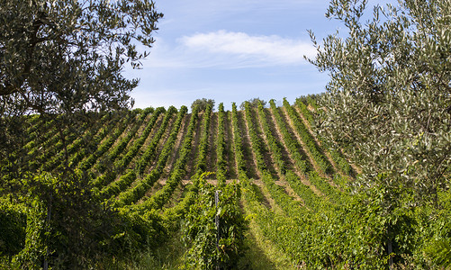 葡萄园用红葡萄酿酒。