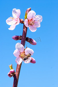 桃花开春。