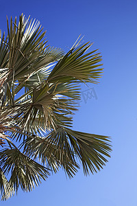 晴朗的蓝色天空中漂亮的棕榈树的图像