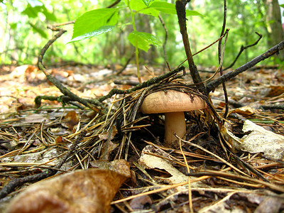 苔藓中的蘑菇