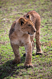 可爱的小狮子摄影照片_小狮子肖像。