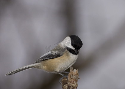 顶帽摄影照片_黑顶山雀 (Parus atricapillus)