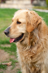 金头摄影照片_美丽的金毛猎犬的肖像